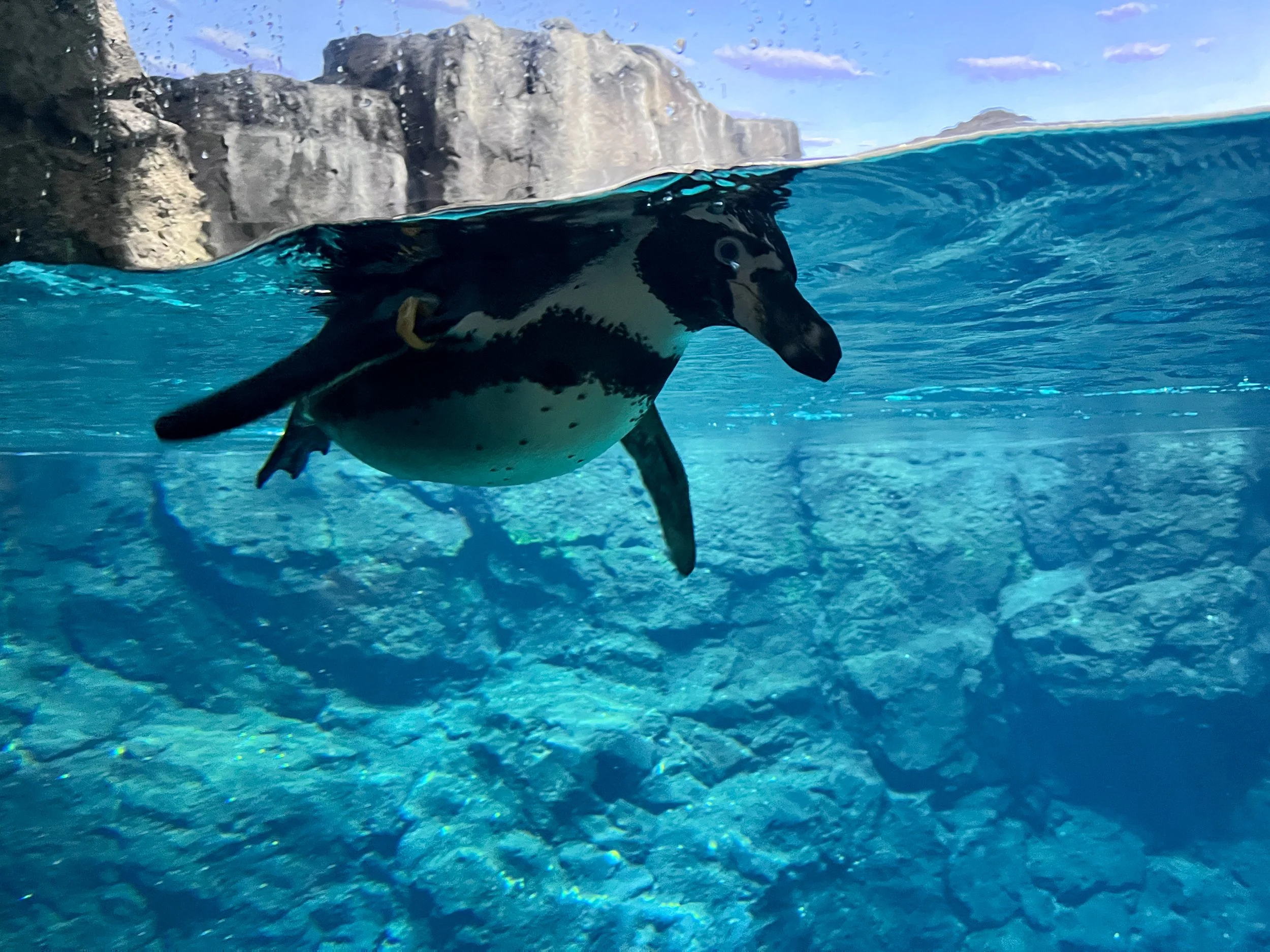 Galapagos様おまとめ GALáPAGOS ISLANDS</p> — SH|R Studios